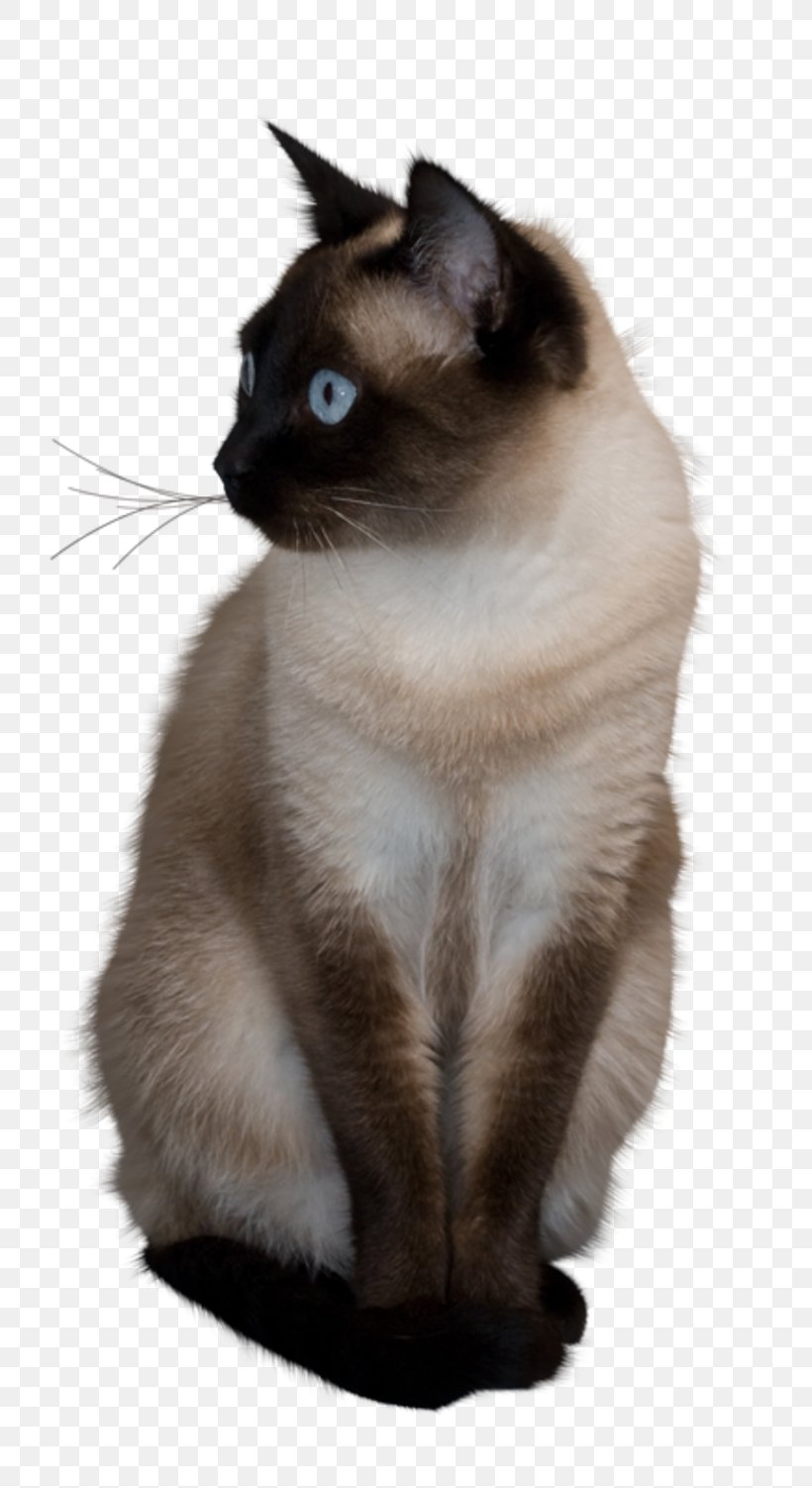 Siamese Cat Pub Quiz Trivia Animal, PNG, 800x1502px, Siamese Cat, Animal, Art, Asian, Balinese Download Free