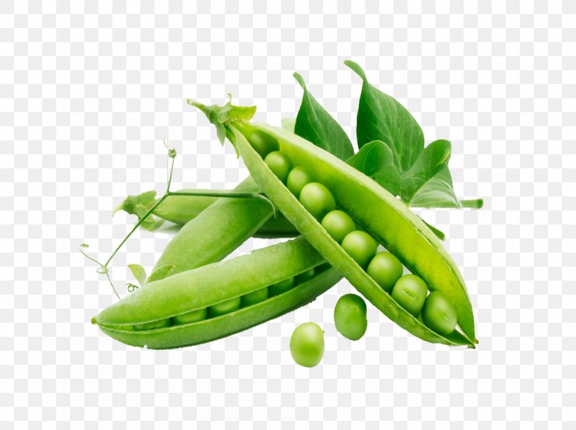 Snow Pea Organic Food Vegetable Plant Fruit, PNG, 1892x1416px, Snow Pea, Eating, Food, Fruit, Health Download Free