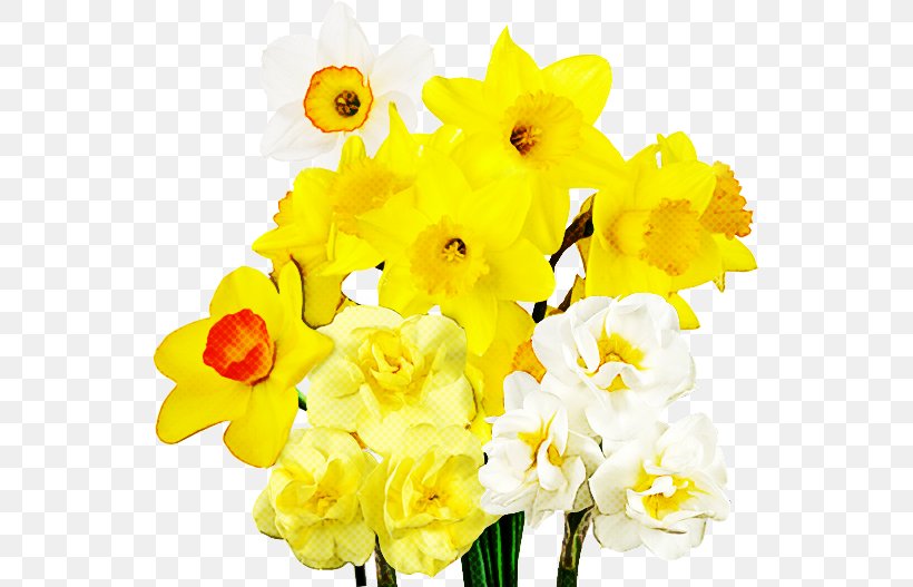 Cut Flowers Plant Stem Narcissus Herbaceous Plant Yellow, PNG, 548x527px, Cut Flowers, Amaryllis Family, Artificial Flower, Bouquet, Cattleya Download Free