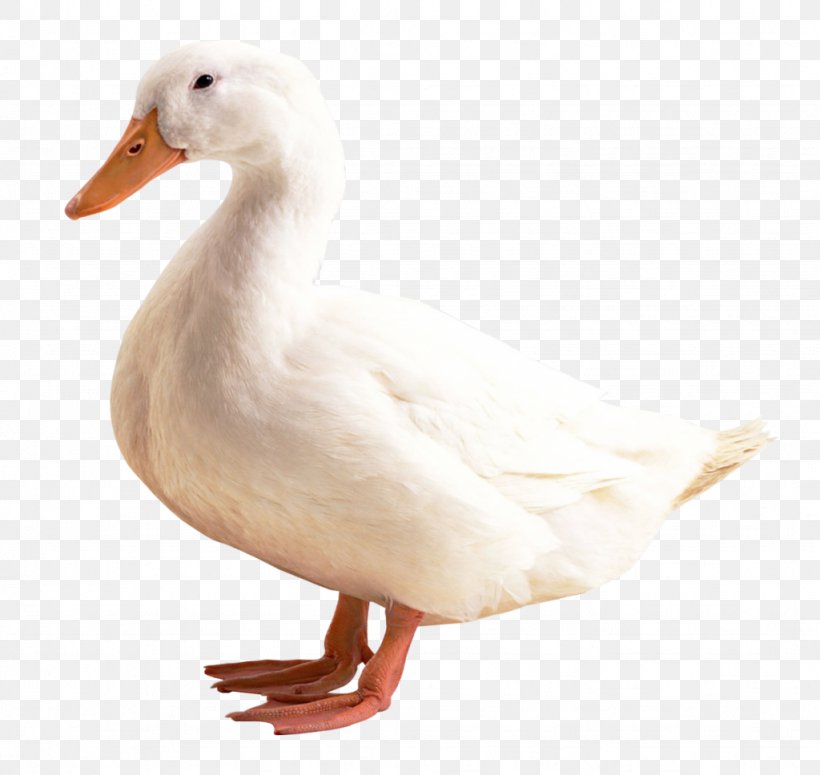 Duck American Pekin Bird, PNG, 1024x968px, Duck, American Pekin, Beak, Bird, Ducks Geese And Swans Download Free