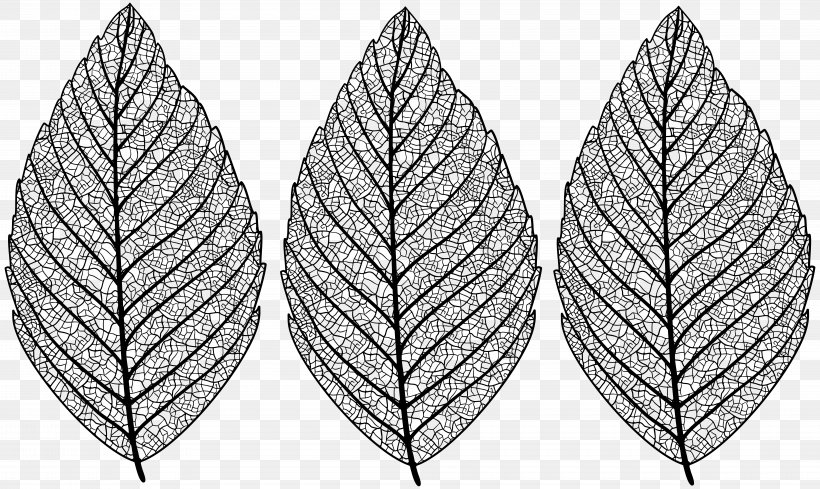 Image Clip Art Leaf Transparency, PNG, 8000x4780px, Leaf, Art Museum, Autumn Leaf Color, Blackandwhite, Blue Sea Star Download Free
