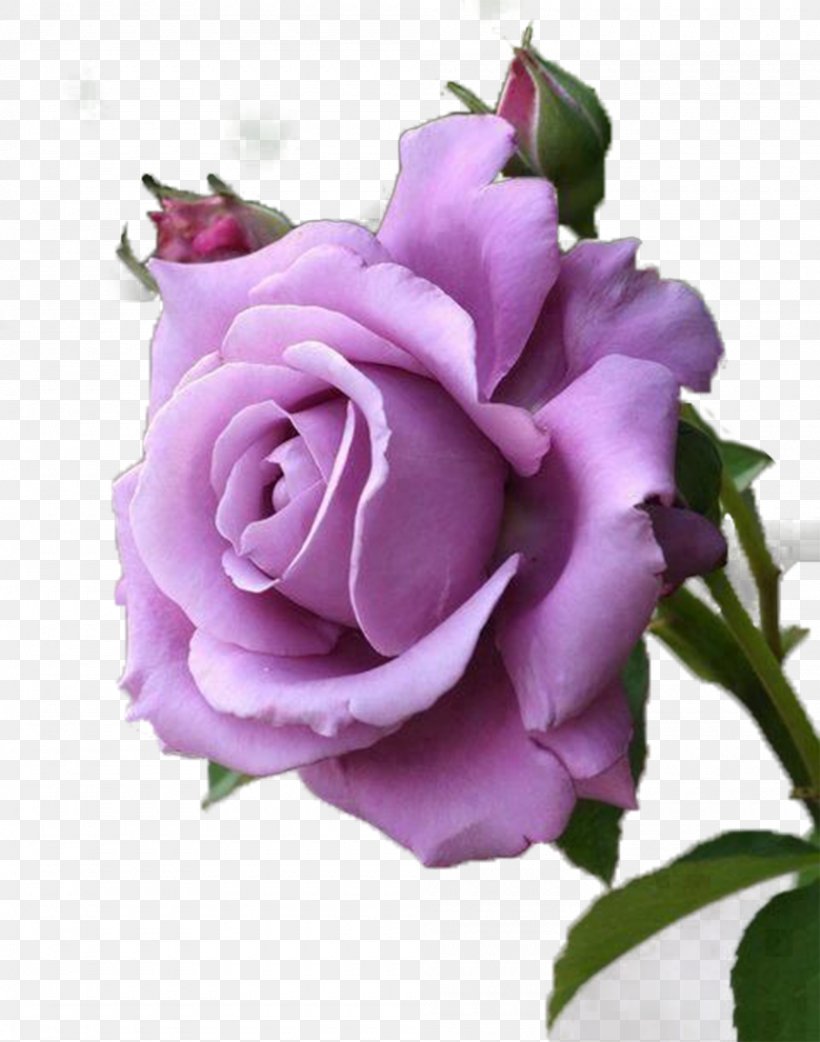 Rose Purple Lavender Flower Red, PNG, 2000x2542px, Rose, Blue, Color, Cut Flowers, Floral Design Download Free