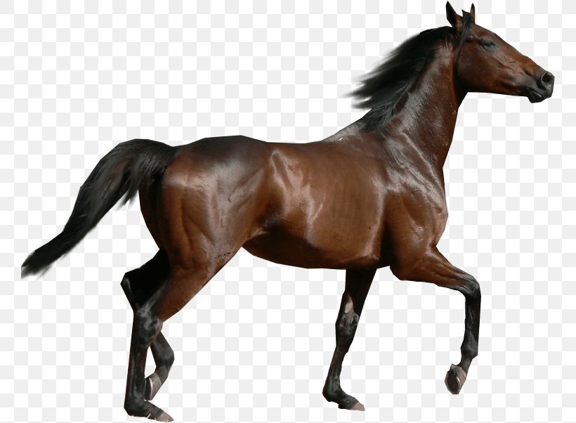 Thoroughbred Morgan Horse Dartmoor Pony Holsteiner Mare, PNG, 760x602px, Thoroughbred, Action Toy Figures, American Quarter Horse, Animal Figure, Appaloosa Download Free