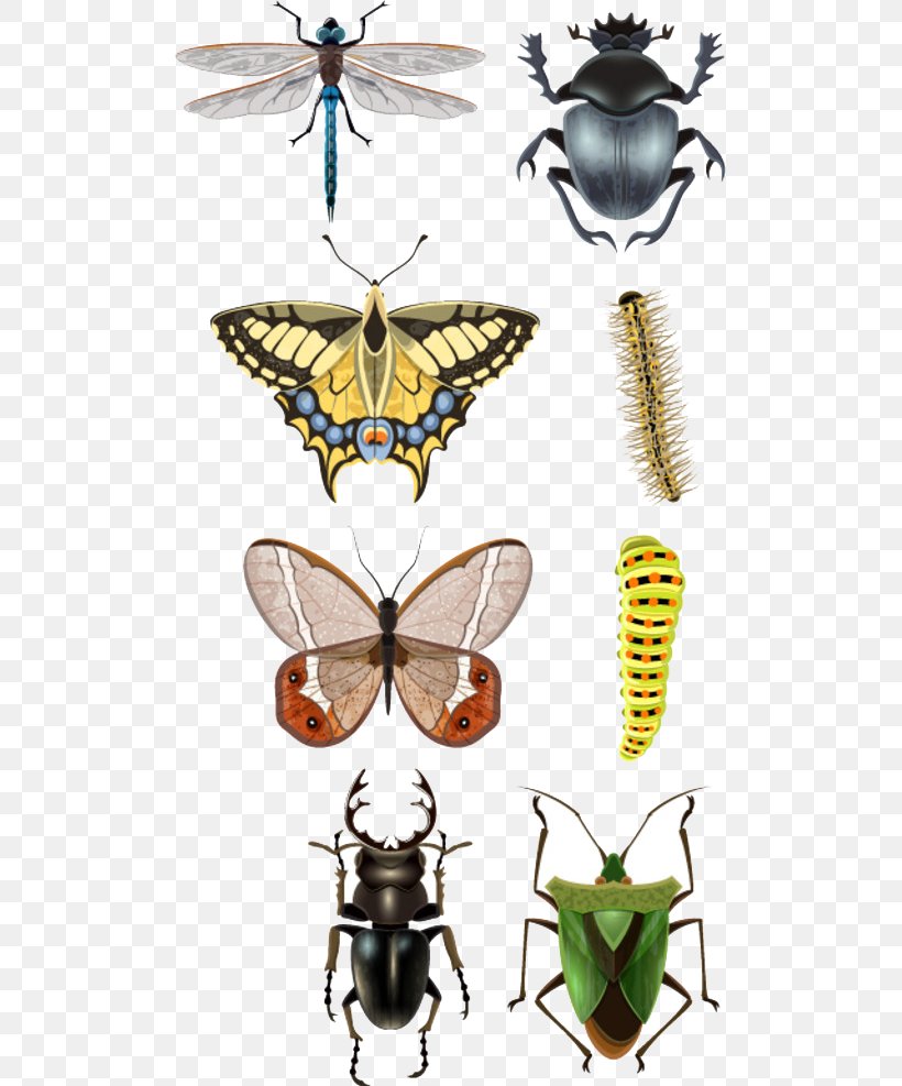 Beetle Vecteur Illustration, PNG, 501x987px, Beetle, Arthropod, Bee, Butterfly, Drawing Download Free