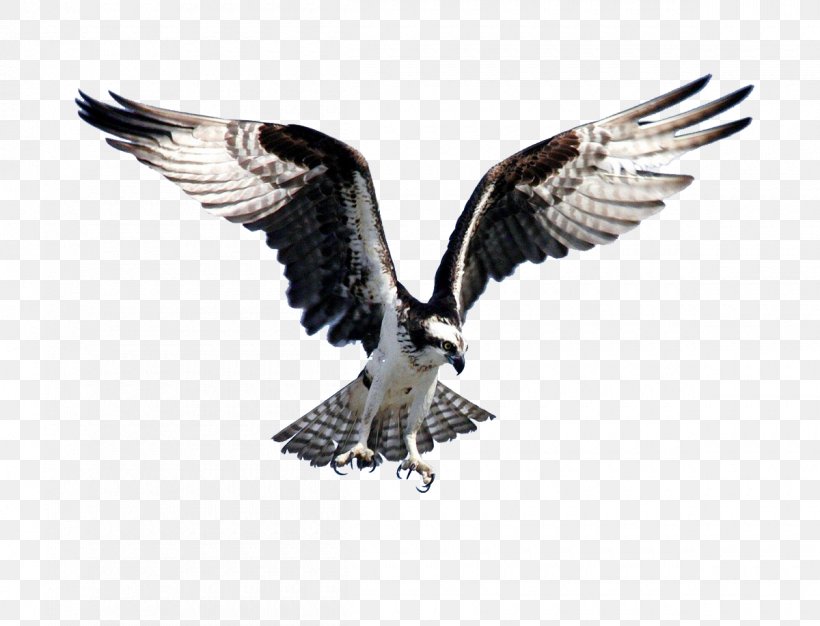 Bird Of Prey Bald Eagle Flight Osprey, PNG, 1200x917px, Bird, Accipitriformes, Bald Eagle, Beak, Bird Flight Download Free