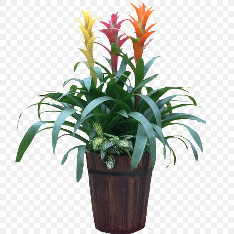 Houseplant Cut Flowers Leaf, PNG, 1024x1024px, Plant, Cut Flowers, Evergreen, Flower, Flowering Plant Download Free