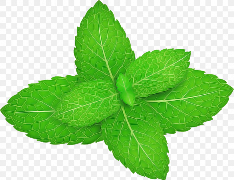 Mint Leaf, PNG, 929x714px, Peppermint, Cartoon, Drawing, Herb, Leaf Download Free