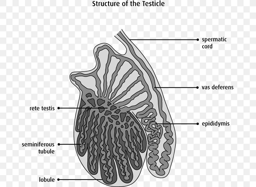 Testicle Anatomy Scrotum Testicular Cancer Epididymis, PNG, 679x598px, Watercolor, Cartoon, Flower, Frame, Heart Download Free
