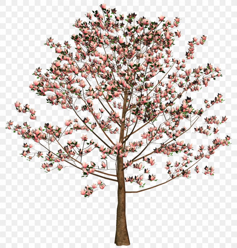 Cherry Blossom Tree Flower Twig, PNG, 1189x1243px, Cherry Blossom, Blossom, Branch, Branching, Cherry Download Free
