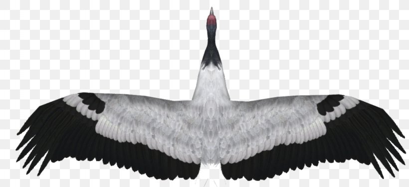 Demoiselle Crane Black-necked Crane Feather Zoo Tycoon 2, PNG, 1024x470px, Crane, Black And White, Blacknecked Crane, Demoiselle Crane, Feather Download Free