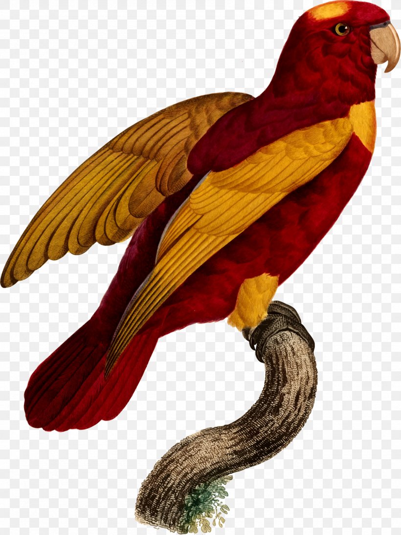 Macaw Parrot Bird Beak, PNG, 1793x2396px, Macaw, Beak, Bird, Etsy, Fauna Download Free