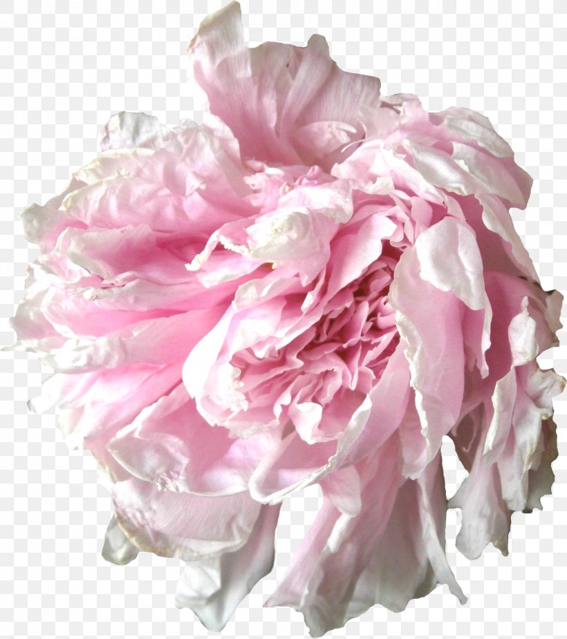Peony Cut Flowers Garden Roses Floral Design, PNG, 1600x1805px, Peony, Artificial Flower, Centifolia Roses, Cut Flowers, Floral Design Download Free