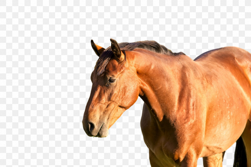 Stallion Mustang Rein Mare Halter, PNG, 1280x853px, Stallion, Biology, Bridle, Halter, Horse Download Free