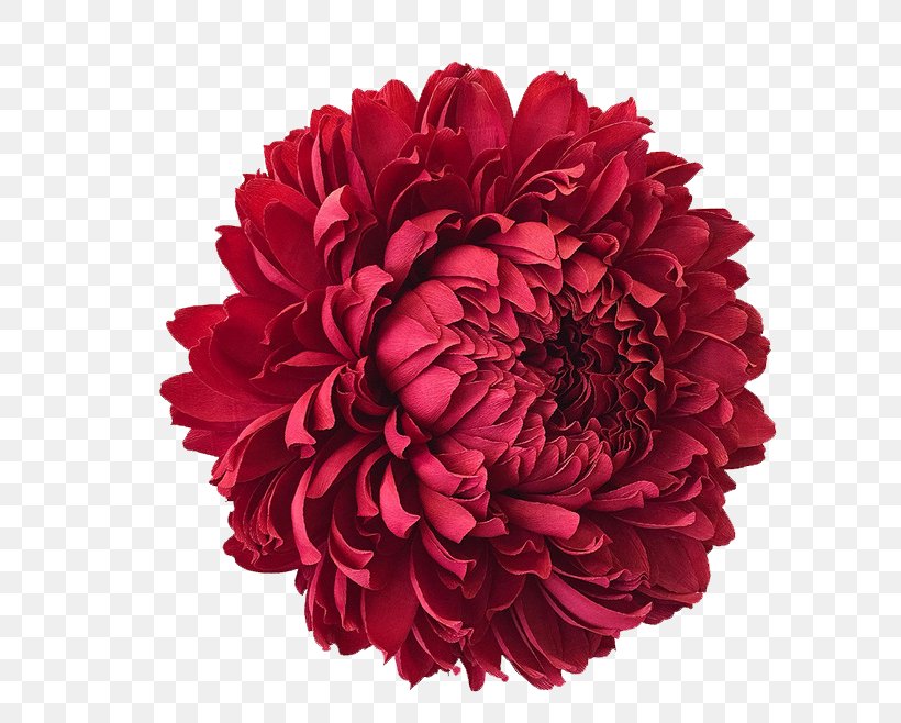 The Fine Art Of Paper Flowers: A Guide To Making Beautiful And Lifelike Botanicals San Francisco Crxeape Paper, PNG, 658x658px, Paper, Artificial Flower, Chrysanths, Craft, Crxeape Paper Download Free