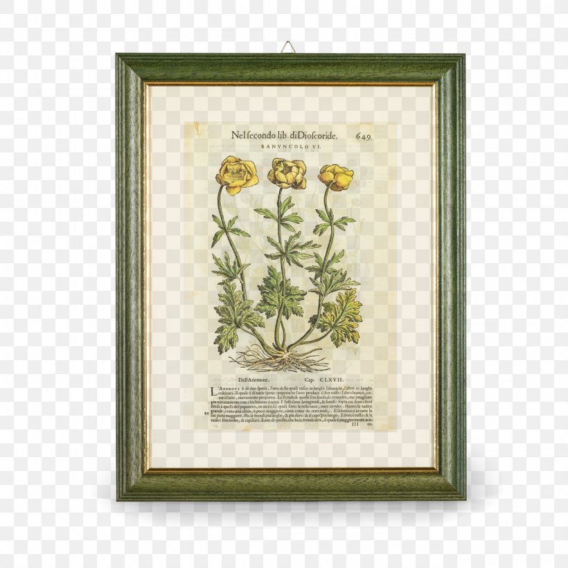 Aboca Museum Botany Buttercup Flora, PNG, 1280x1280px, Aboca Museum, Botany, Buttercup, Cornice, Flora Download Free