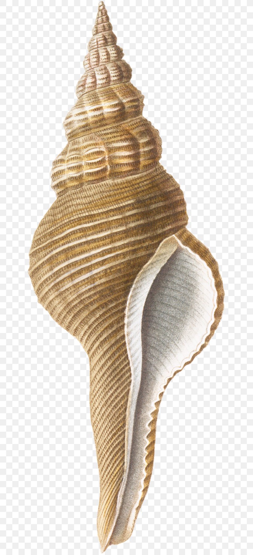 Ice Cream Cones Conchology Trumpet, PNG, 651x1800px, Ice Cream Cones, Bivalve, Conch, Conchology, Cone Download Free
