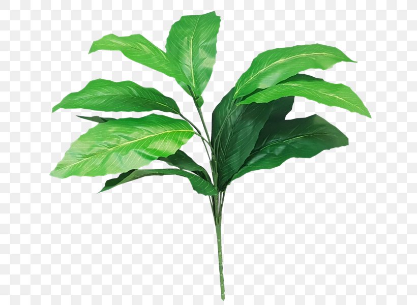 Leaf Plant Stem Tree Shrub, PNG, 800x600px, Leaf, Artificial Flower, Branch, Evergreen, Flower Download Free