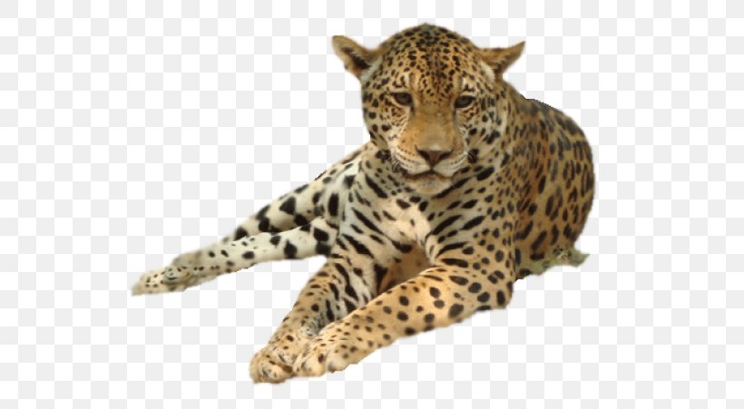Leopard Clip Art Image Vector Graphics, PNG, 600x451px, Leopard, African Leopard, Animal Figure, Big Cats, Carnivore Download Free