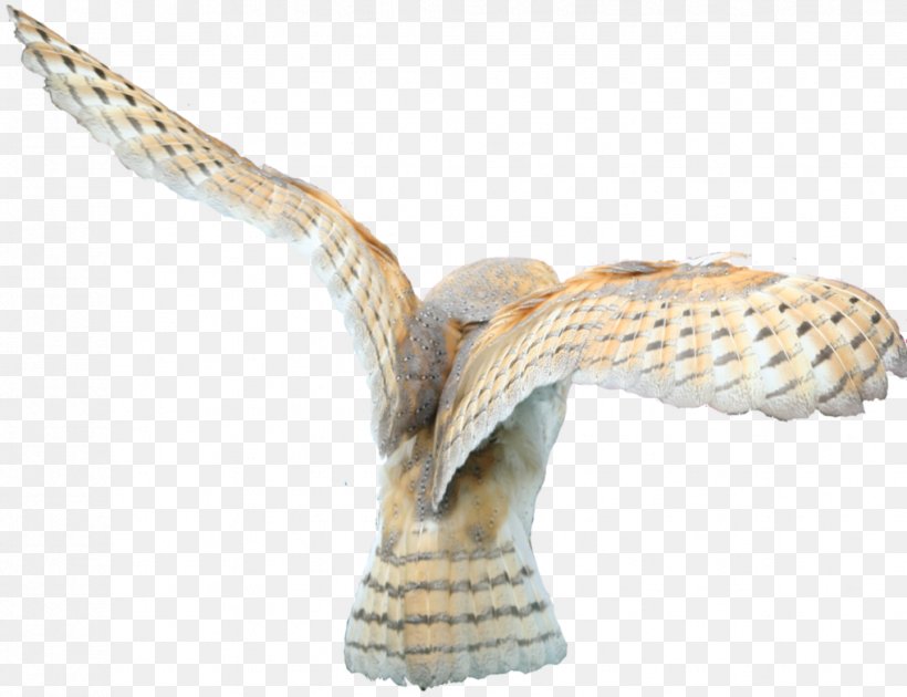 Barn Owl Bird De Logica Van De Lidwoorden In De Traditionele Filosofie, PNG, 1019x784px, Owl, Barn Owl, Bird, Bird Of Prey, Digital Image Download Free