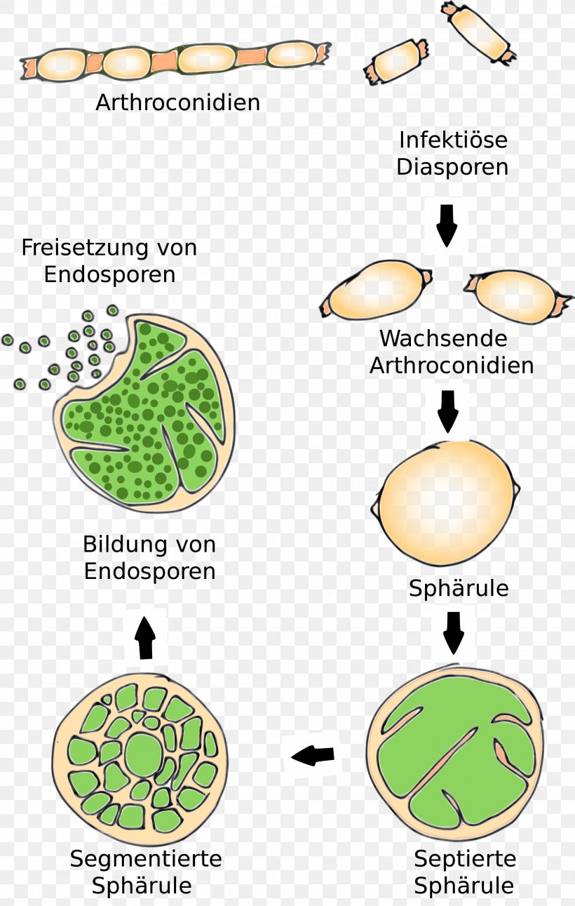 Coccidioides Immitis Coccidioidomycosis Spore Arthroconidium, PNG, 1920x3025px, Spore, Area, Aspergillosis, Dimorphic Fungus, Endemic Download Free
