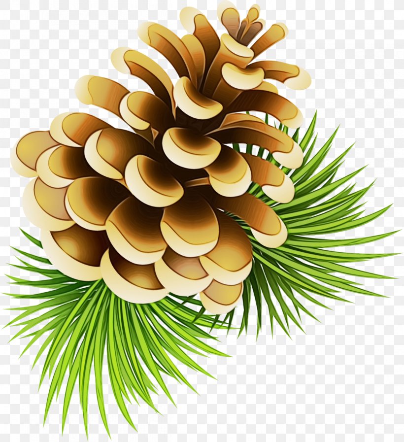 Conifer Cone Pine Conifers Spruce, PNG, 1200x1314px, Watercolor, Branch, Colorado Spruce, Cone, Conifer Download Free