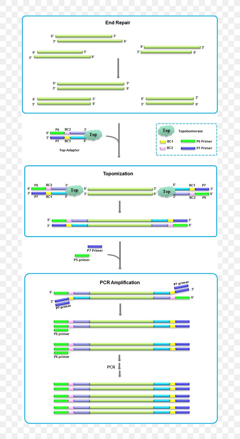 Library DNA Fragmentation DNA Sequencing, PNG, 720x1500px, Library, Area, Consumables, Diagram, Dna Download Free