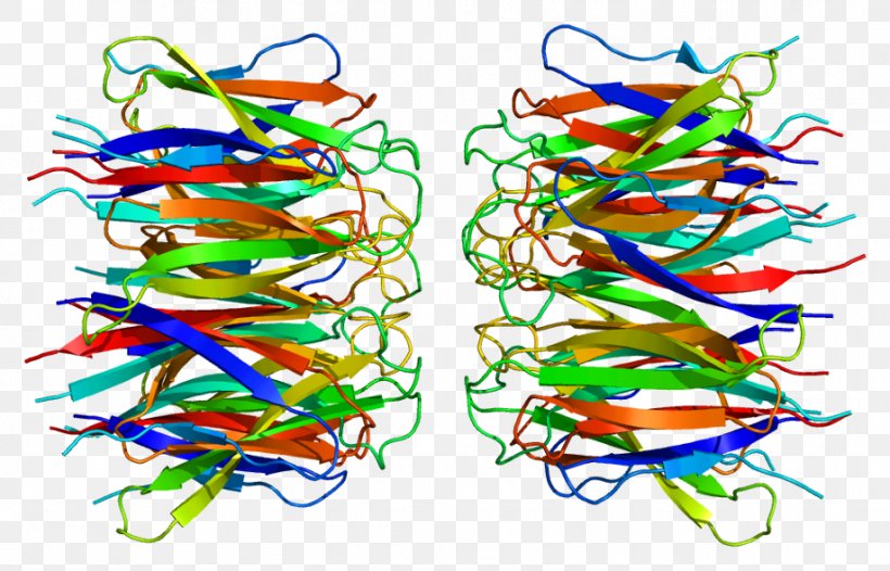 NPM1 Nucleolus Phosphoprotein Structure, PNG, 918x589px, Nucleolus, Acute Myeloid Leukemia, Acute Promyelocytic Leukemia, Chaperone, Gene Download Free