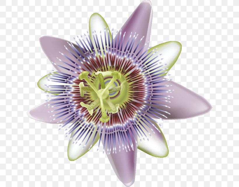 Purple Passionflower Giant Granadilla Nervous System Massage Therapy, PNG, 639x640px, Purple Passionflower, Cut Flowers, Drawing, Flower, Flowering Plant Download Free