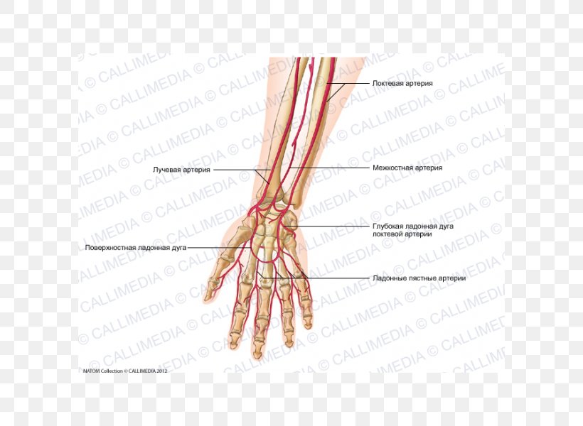 Finger Artery Forearm Human Anatomy Hand, PNG, 600x600px, Watercolor, Cartoon, Flower, Frame, Heart Download Free