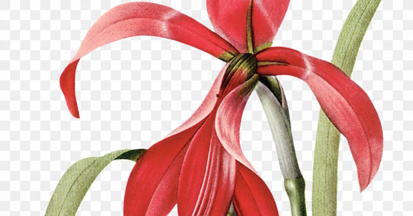 Flower Floral Design Clip Art, PNG, 1200x630px, Flower, Amaryllis Belladonna, Art, Botanical Illustration, Cut Flowers Download Free