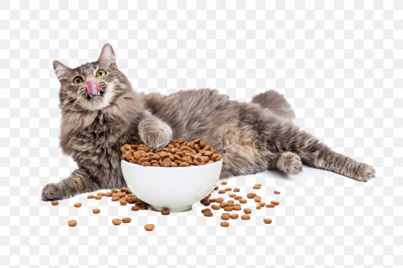 Cat And Cat Food, PNG, 1100x733px, Cat Food, Bowl, Carnivoran, Cat, Cat Behavior Download Free