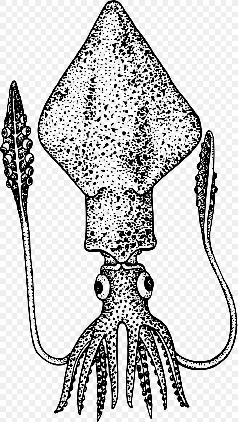 Cephalopod Thumbnail Clip Art, PNG, 1352x2400px, Cephalopod, Animal, Area, Black And White, Food Download Free
