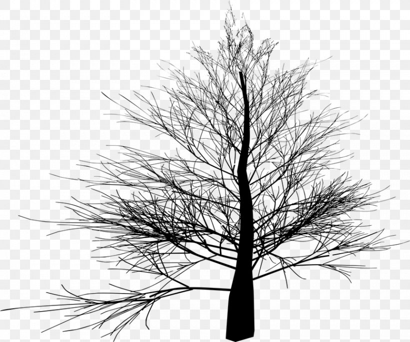 Christmas Black And White, PNG, 861x720px, Tree, American Larch, Blackandwhite, Branch, Christmas Tree Download Free