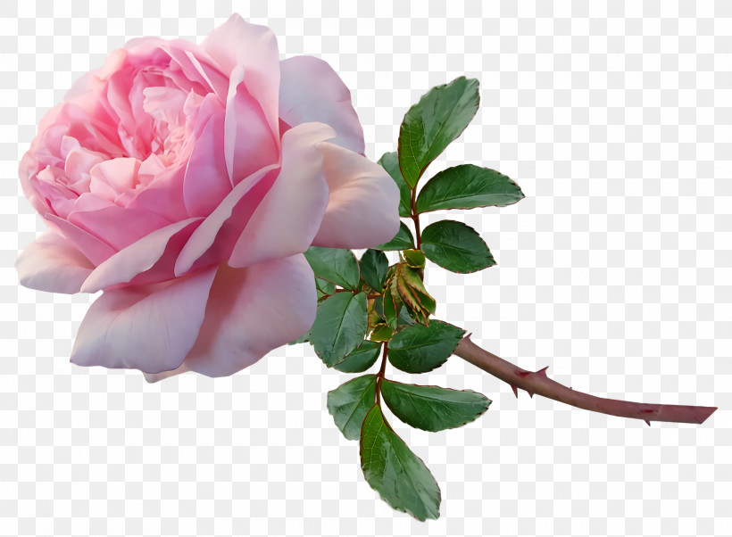 Garden Roses, PNG, 1920x1410px, Garden Roses, Artificial Flower, Cabbage Rose, Cut Flowers, Floribunda Download Free