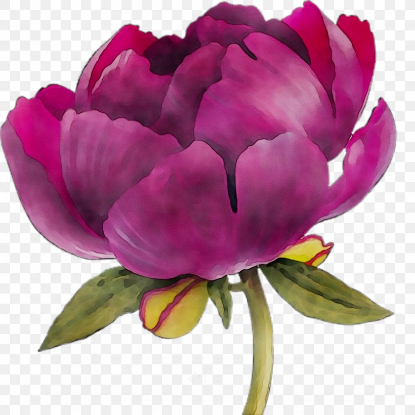 Peony Cut Flowers Tulip Herbaceous Plant Cabbage Rose, PNG, 1071x1071px, Peony, Botany, Cabbage Rose, Chinese Peony, Common Peony Download Free