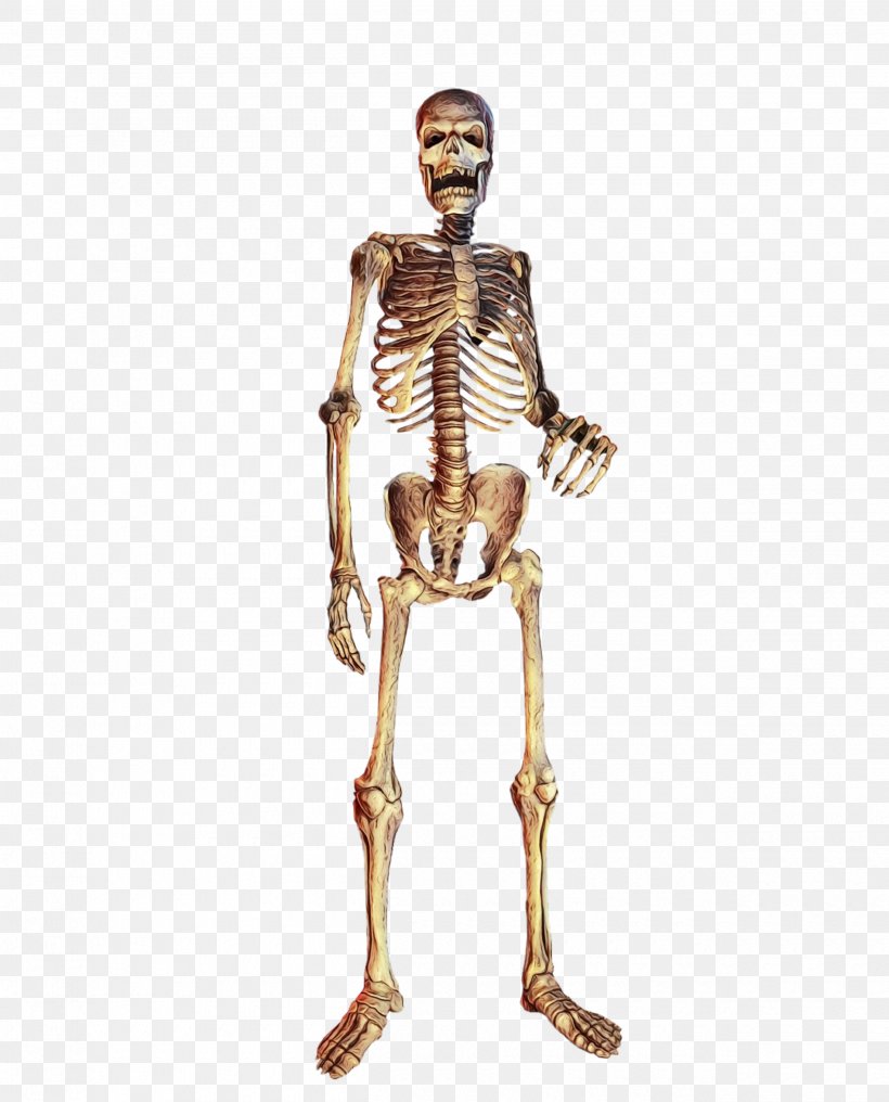 Skeleton Human Anatomy Standing Joint Human, PNG, 2500x3100px, Watercolor, Human, Human Anatomy, Human Body, Joint Download Free