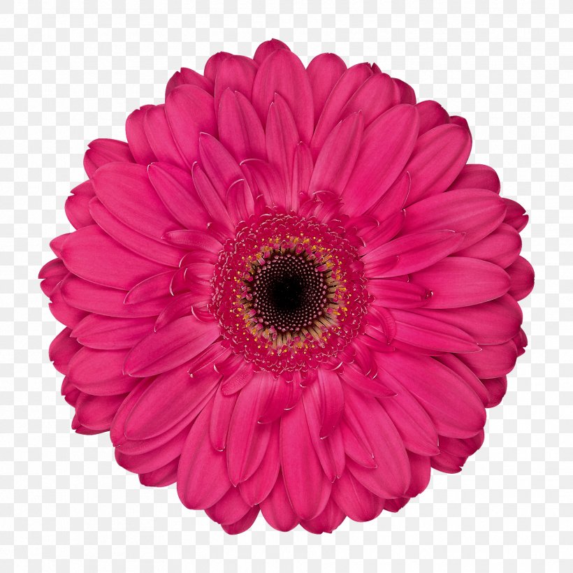 Transvaal Daisy Cut Flowers Floristry Floral Design, PNG, 1772x1772px, Transvaal Daisy, Carnation, Chrysanthemum, Cut Flowers, Daisy Family Download Free
