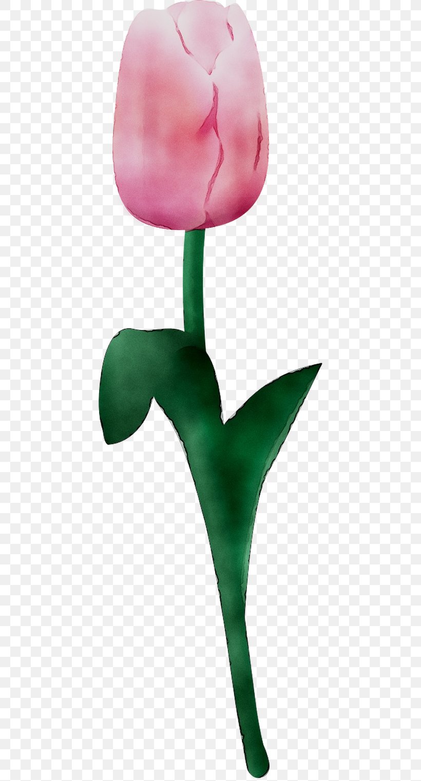 Tulip Product Design Plant Stem, PNG, 761x1522px, Tulip, Alismatales, Anthurium, Arum Family, Botany Download Free
