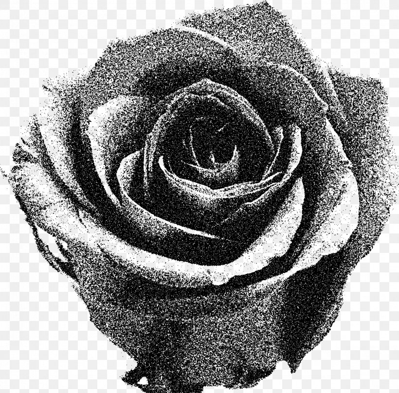 Desktop Wallpaper Rose Stock Photography Clip Art, PNG, 2362x2330px, Rose, Black And White, Cut Flowers, Drawing, Flower Download Free