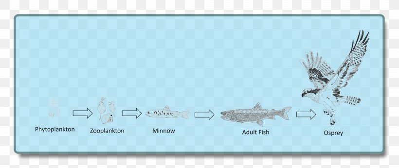 Food Chain Benthic Zone Lake Food Web Organism, PNG, 4300x1818px, Food Chain, Area, Beak, Benthic Zone, Biotic Component Download Free
