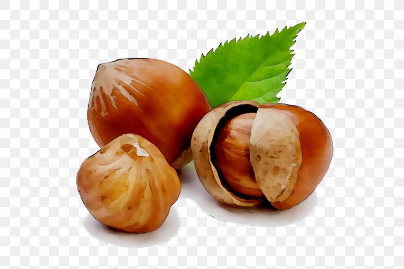 Hazelnut Health Food, PNG, 1497x998px, Hazelnut, Acorn, Alimento Saludable, Archidendron Pauciflorum, Beslenme Download Free