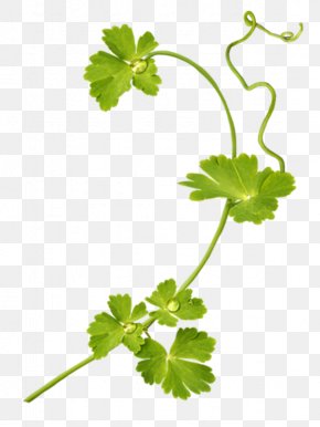 Tx - Parsley Flower Knitting Crochet Leaf PNG