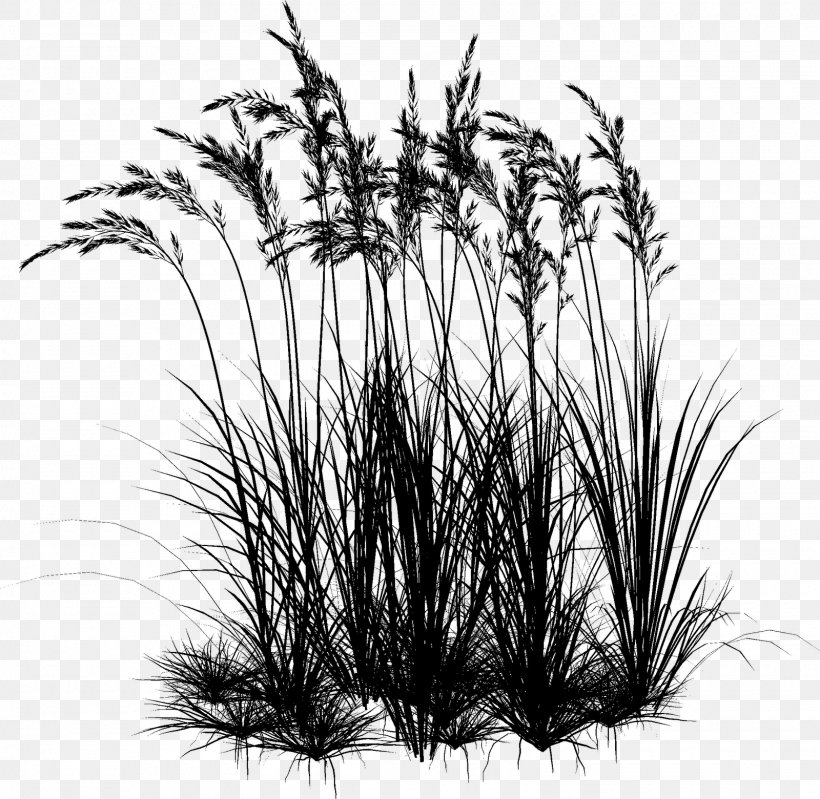 Twig Plant Stem Grasses Plants, PNG, 1600x1560px, Twig, Blackandwhite, Botany, Drawing, Feather Download Free