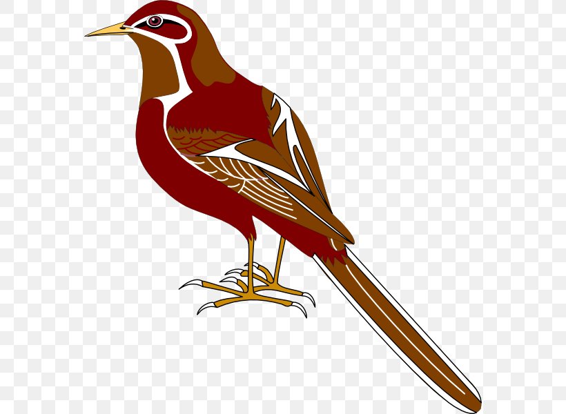 Bird Gulls Beak Clip Art, PNG, 576x600px, Bird, Animal, Beak, Email, Fauna Download Free
