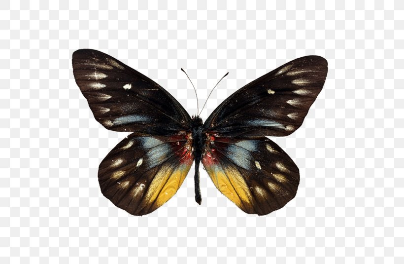 Butterfly Insect Clip Art, PNG, 750x535px, Butterfly, Arthropod, Brush Footed Butterfly, Butterflies And Moths, Information Download Free