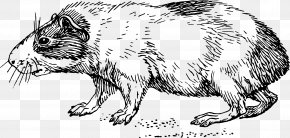 Guinea Pig - Guinea Pig Cage Clip Art PNG