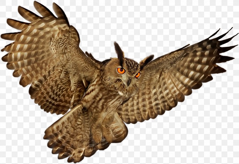 Little Owl Bird Clip Art, PNG, 2194x1509px, Owl, Animal, Beak, Bird, Bird Of Prey Download Free