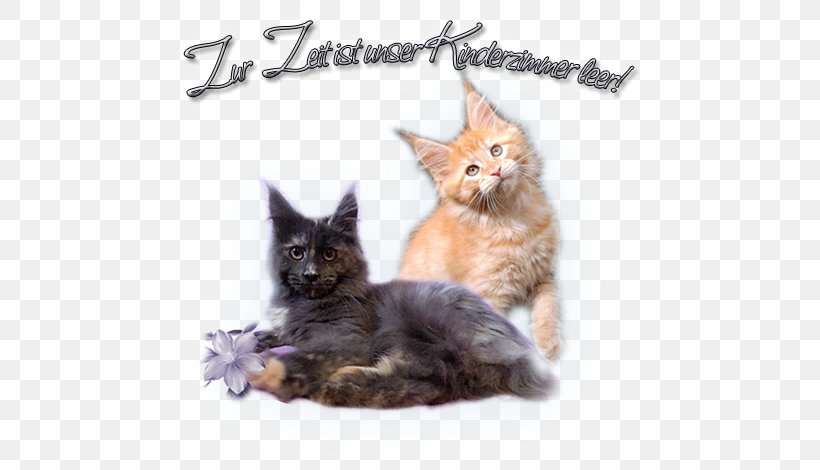 Maine Coon Kitten Whiskers Raccoon, PNG, 600x470px, Maine Coon, Carnivoran, Cat, Cat Like Mammal, Fauna Download Free