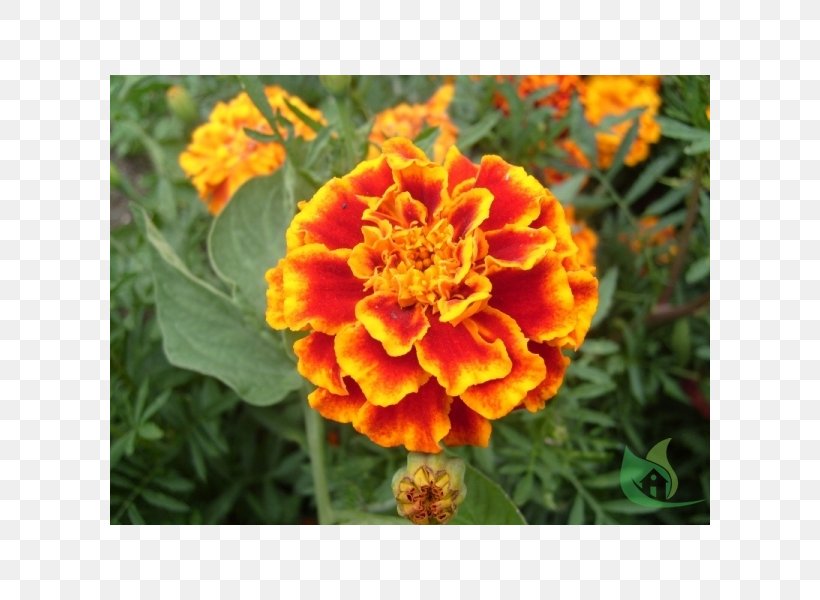 Mexican Marigold Flower Seed Plant Dahlia, PNG, 600x600px, Mexican Marigold, Annual Plant, Calendula, China Pink, Common Dandelion Download Free