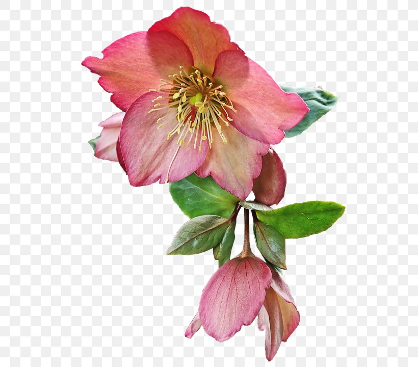 Flower Petal Plant Pink Prickly Rose, PNG, 540x720px, Flower, Blossom, Hellebore, Peruvian Lily, Petal Download Free